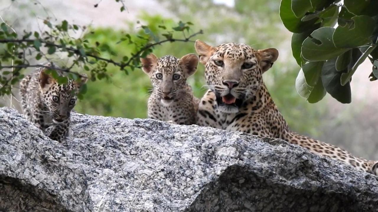 Jawai Leopard Villa Bijapur  Zewnętrze zdjęcie