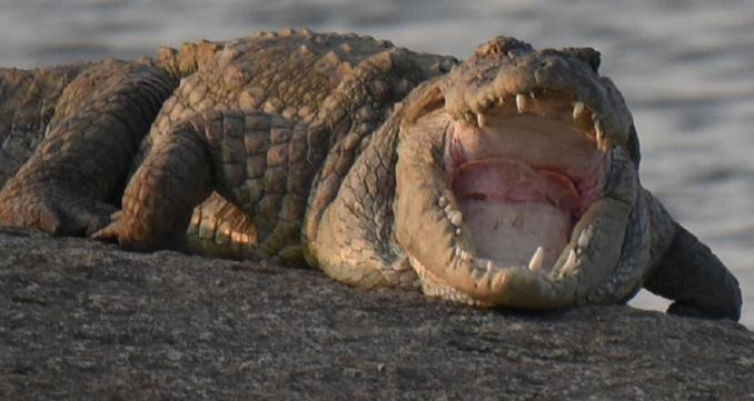 Jawai Leopard Villa Bijapur  Zewnętrze zdjęcie