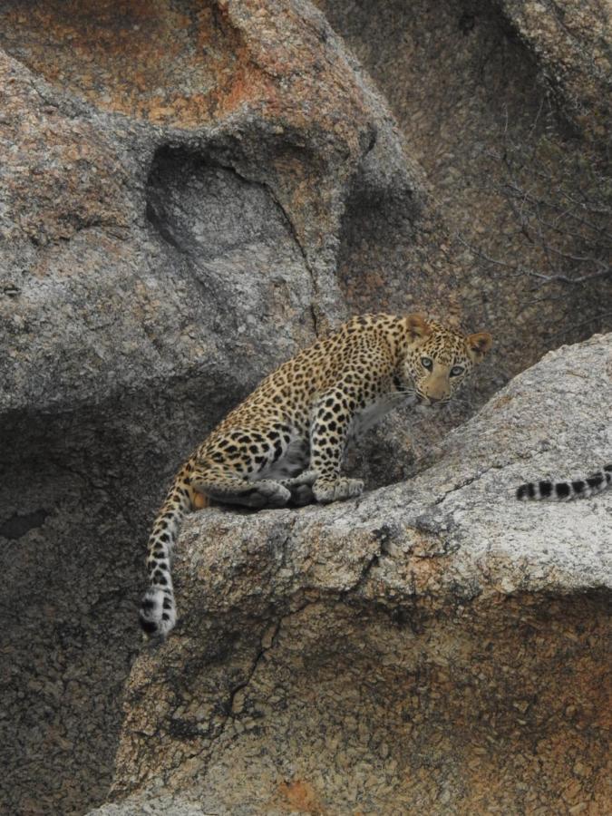 Jawai Leopard Villa Bijapur  Zewnętrze zdjęcie