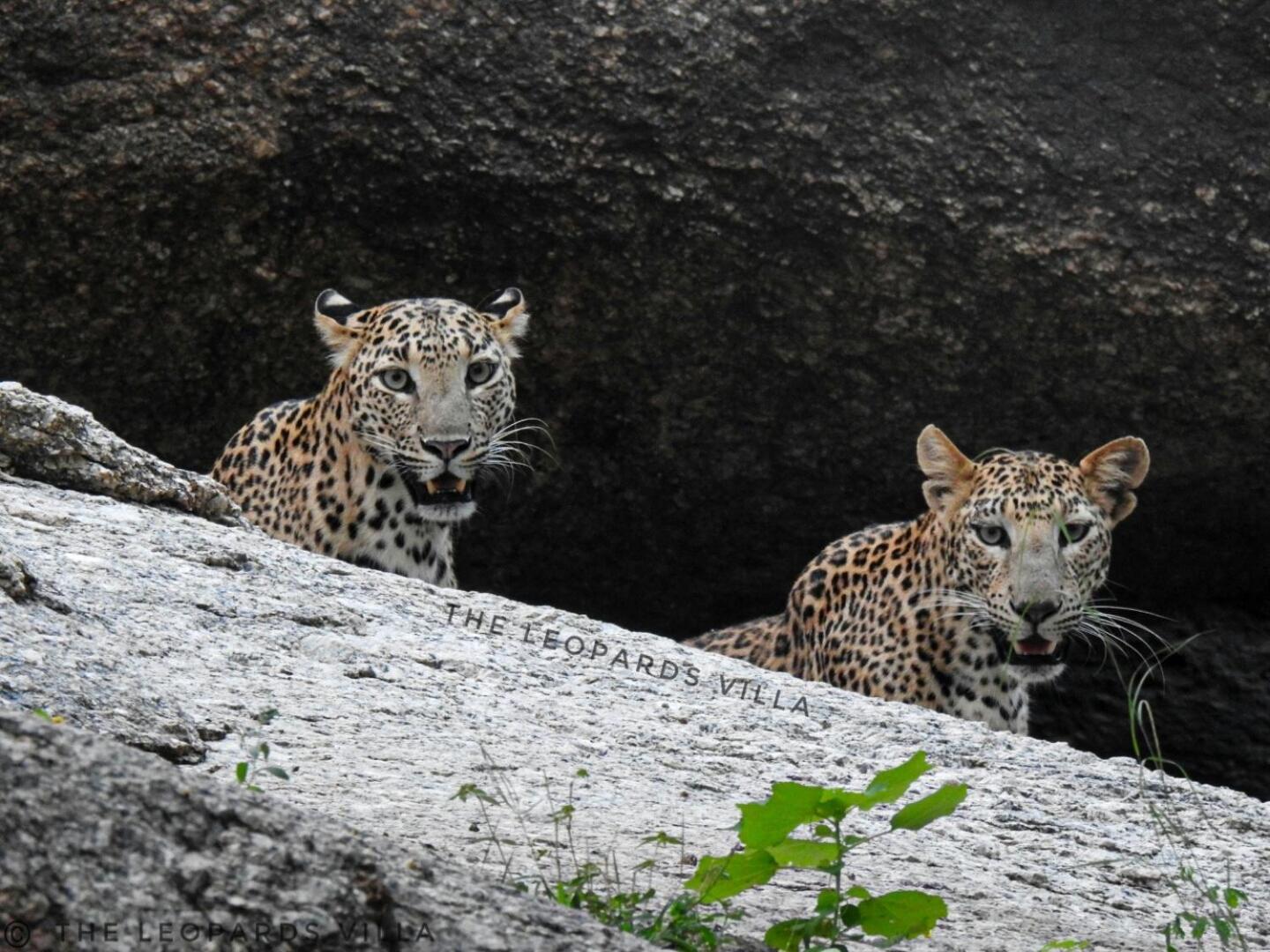 Jawai Leopard Villa Bijapur  Zewnętrze zdjęcie