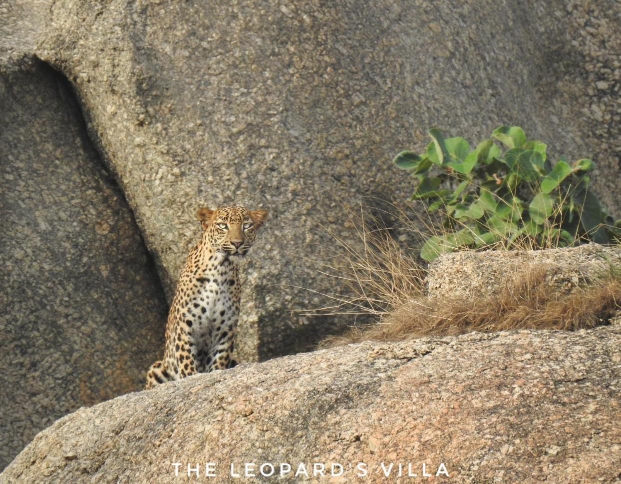 Jawai Leopard Villa Bijapur  Zewnętrze zdjęcie