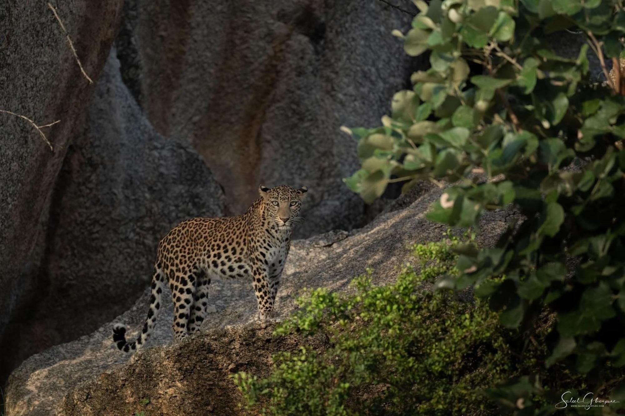 Jawai Leopard Villa Bijapur  Zewnętrze zdjęcie