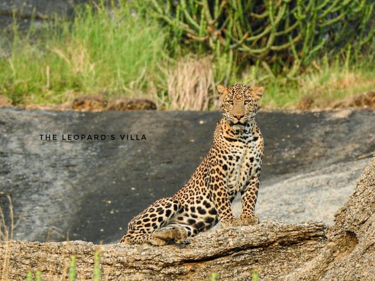 Jawai Leopard Villa Bijapur  Zewnętrze zdjęcie