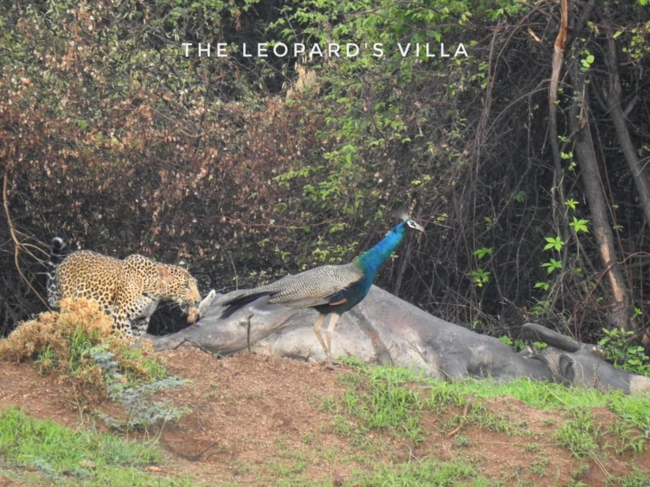 Jawai Leopard Villa Bijapur  Zewnętrze zdjęcie