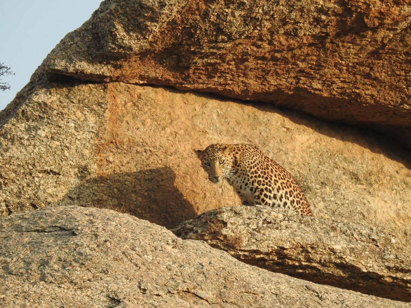 Jawai Leopard Villa Bijapur  Zewnętrze zdjęcie